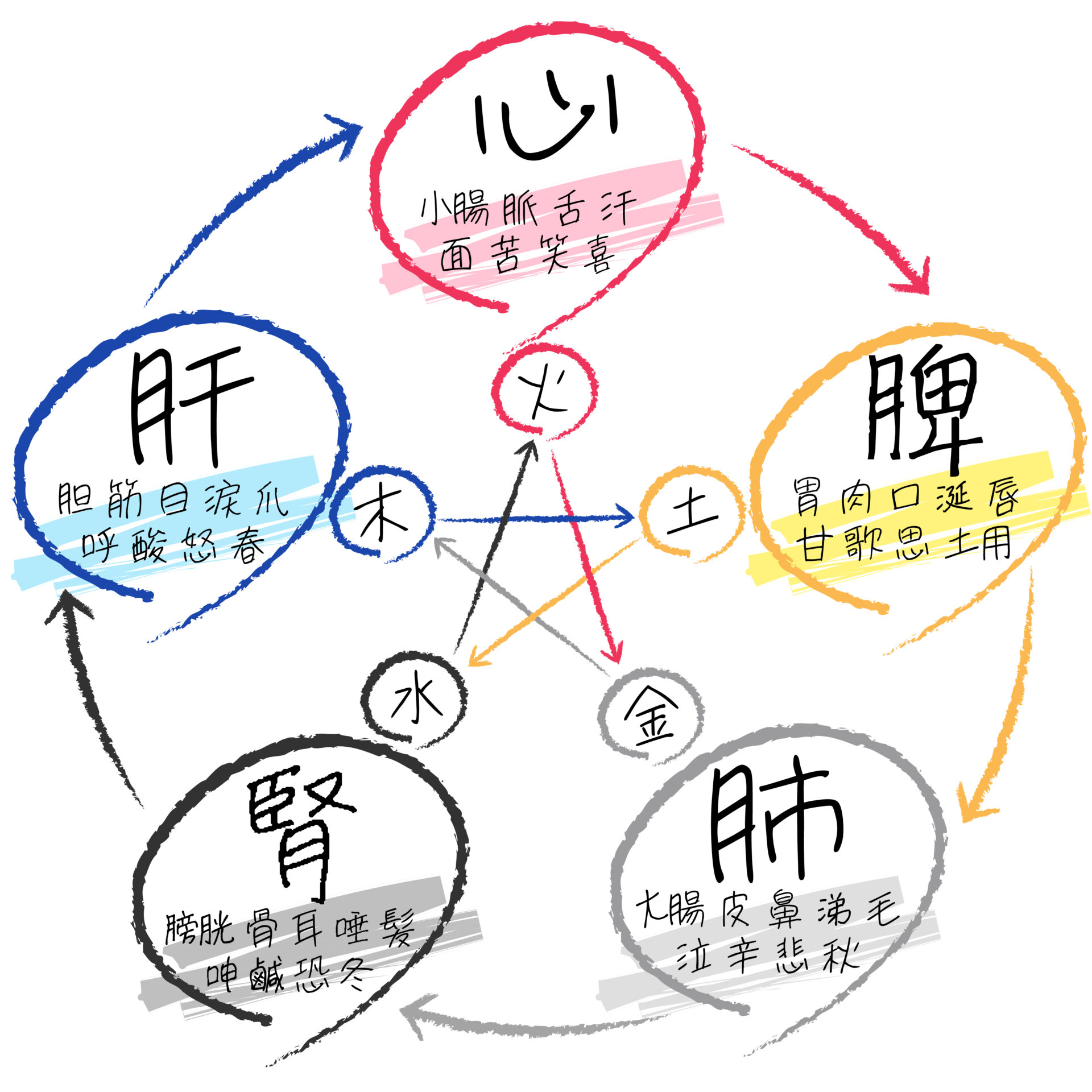 五臓六腑の意味や役割は？中国伝統医学において体内の臓器を表しています。