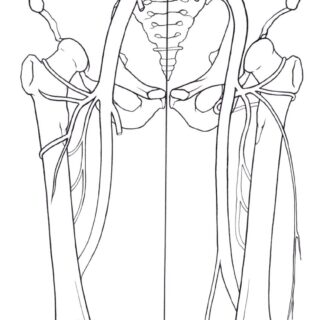 骨盤と血管